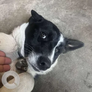 A Black and White Indie Dog Found from Baneshwor