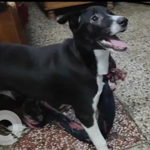 A Black and White Indie Dog Missing from New Delhi