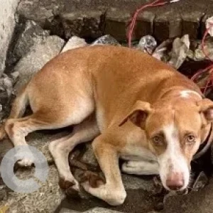 A White-Brown Mix Indie Dog Found from Chennai