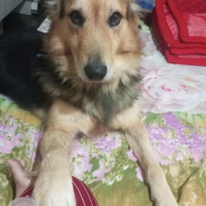 A Black and Brown German Shepherd Dog Missing from Vijaya Bank layout