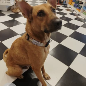 A Black and Brown Indie Dog Missing from E Block, Chennai-2