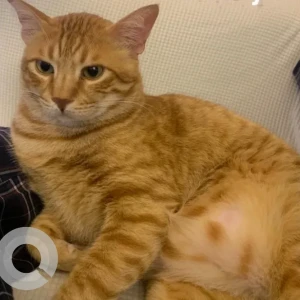 A Orange Arabian Mau Cat Missing from Motor city