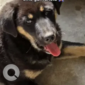 A Black and Brown Mix Dog Missing from Bhaktapur, Darjeeling Heights, Water tank