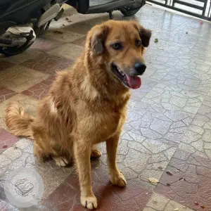 A Brown Indie Dog Found from Vijayanagar 3rd stage-2