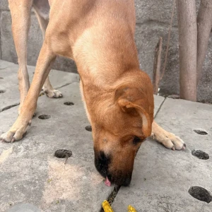 A Brown Indie Dog Found from A block, Sector-61-2