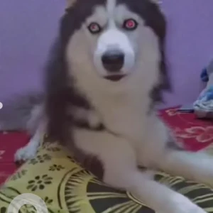 A Grey-White Mix Husky Dog Missing from Banswadi Railway Station