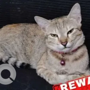 A Grey-White Mix Indie Cat Missing from Bengaluru-2