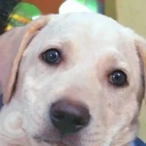 A White Indie Dog Missing from Arambol-2