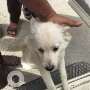 A White Pomeranian Dog Found from Koramangala, Bengaluru