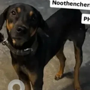 A Black and Brown Indie Dog Found from Madambakkam