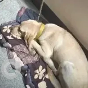 A White-Brown Mix Labrador Dog Found from Btm layout 2nd stage near 29th main road-2