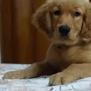 A Brown Golden Retriever Dog Missing from -2