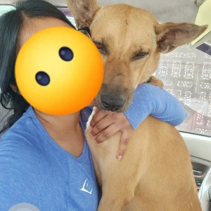A Black and Brown Indie Dog Missing from E Block, Chennai-3