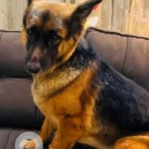 A Black and Brown German Shepherd Dog Missing from Kodihalli, Bengaluru