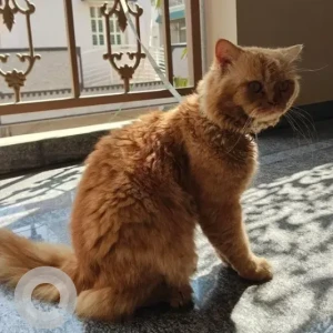 A Orange Persian Cat Found from Bengaluru