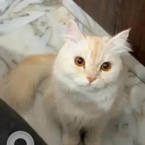 A White Persian Cat Cat Missing from JP Nagar 5th phase-2