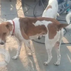 A White-Brown Mix Indie Dog Missing from Pune-2