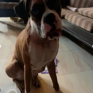 A White-Brown Mix Boxer Dog Missing from Adyar, Chennai-3