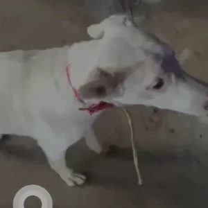 A White Indie Dog Found from Dwarka sector 19, Amberhai-3