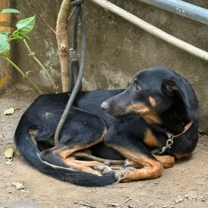 A Black and Brown Indie Dog Found from South Sainik Farms