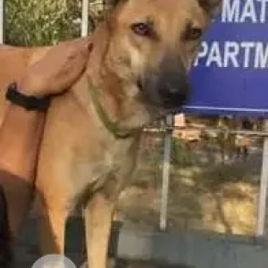 A White-Brown Mix Indie Dog Missing from Ganeshkhind, Pune