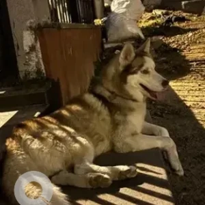 A White-Brown Mix Husky Dog Missing from HP gas, Basaveshwaranagar-2