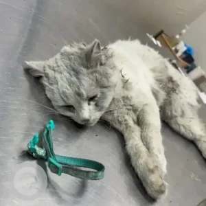 A White Persian Cat Found from Bengaluru