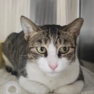 A White-Brown Mix Domestic Shorthair Cat Missing from Al Furjan East