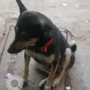 A Black and Brown Indie Dog Missing from Janta vasahat-2