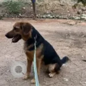 A Black and Brown Labrador German Shepherd mix Dog Found from Gachibowli-2