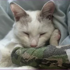 A White Domestic Shorthair Cat Missing from Jumeirah Mosque