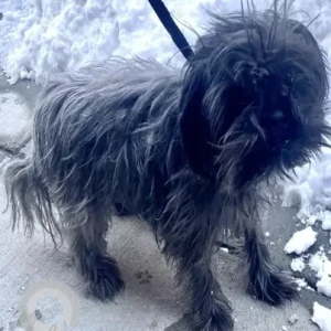 A Black Shih Tzu Mix Dog Found from America's Food Basket