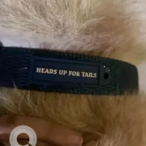 A White-Brown Mix Indie Dog Found from Thoraipakkam, OMR-2