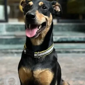 A Black and Brown Indie Dog Missing from SDA Market