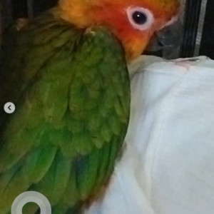 A Green Sun Conure Bird Missing from Wilson Garden, Bengaluru-2