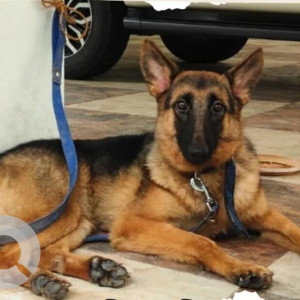 A Black and Brown German Shepherd Dog Found from HITEC City, Hyderabad