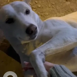 A White Indie Dog Missing from Shalimar Bagh