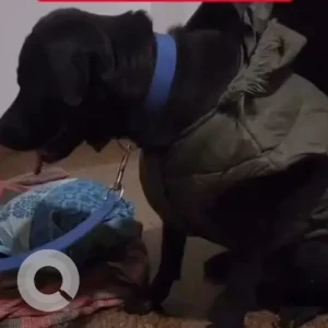 A Black Labrador Dog Found from Sector 56, D Block