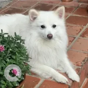 A White Pomeranian Dog Missing from Kathmandu