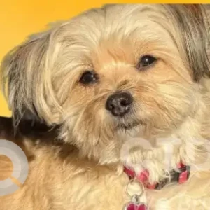 A Brown Yorkie Mix Dog Missing from Stonefield Dr