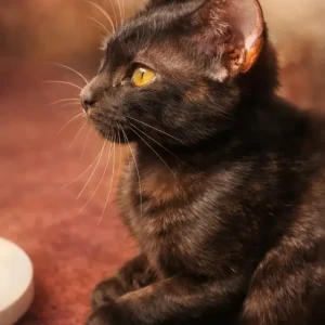 A Black Domestic Shorthair Cat Missing from Kapan Milan Chowk