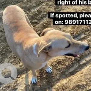 A White-Brown Mix Indie Dog Missing from Delhi-2