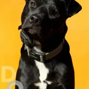 A Black Pitbull Mix Dog Missing from Pond Meadow Road, Killingworth