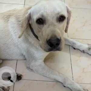 A White Labrador Dog Found from 