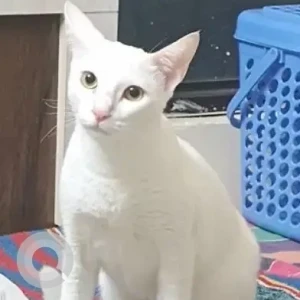 A White-Brown Mix Indie Cat Missing from Pashan, Pune