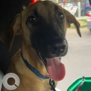 A White-Brown Mix Indie Dog Missing from Sector 128, Jaypee Wishtown