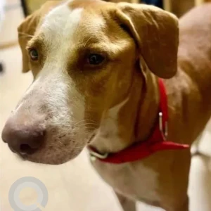 A White-Brown Mix Indie Dog Missing from Periyar pathai, Choolaimedu, Chennai-2