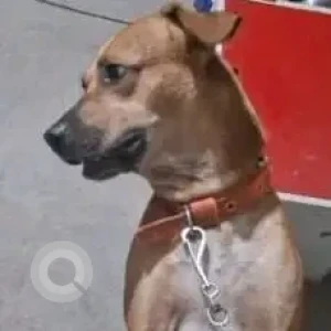 A White-Brown Mix Indie Dog Missing from B.T. Road, Barahnagar-2