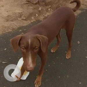 A Brown Indie Dog Missing from Gurugram
