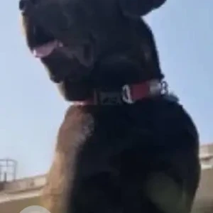 A Black and Brown Labrador Dog Missing from Hasanpur